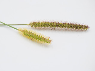 Ornamental grass flower in white background