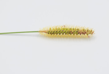 Ornamental grass flower in white background