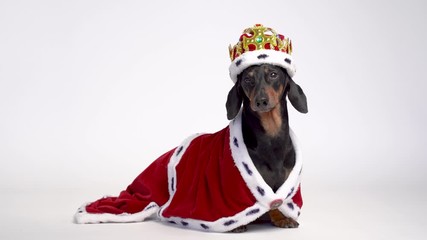 Black and tan adorable dachshund dog dressed in a red royal mantle and a crown on white background,