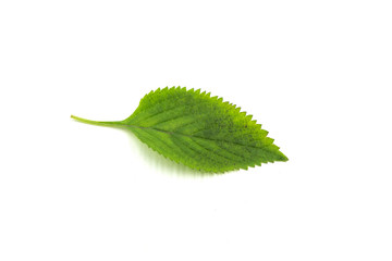 Elsholtzia isolated in white background