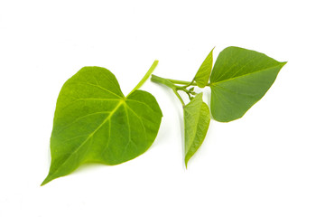 Sweet potato leave in use as vegetable in white background