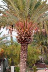 Date palm tree, Famagusta, Cyprus