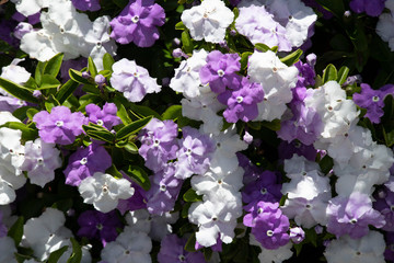 Yesterday-today-tomorrow plant blossoming 
