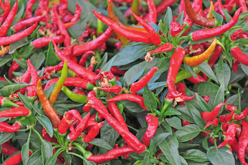 Ortiga  Market , Syracuse, pepper, chili peppers, vegetables