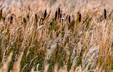 Obraz premium Bushgrass field wild grass and Typha Bulrush movement under the wind in sunset light countryside swampy meadow.