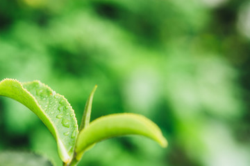 Green tea leaves in a tea plantation in morning. Macro photography.