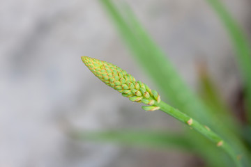 Flower of Aloe Vera tree bloom on blur nature background.