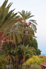 Fototapeta na wymiar Date palm tree, Famagusta, Cyprus