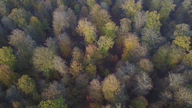 automne foret bois paysage Wallonie Belgique