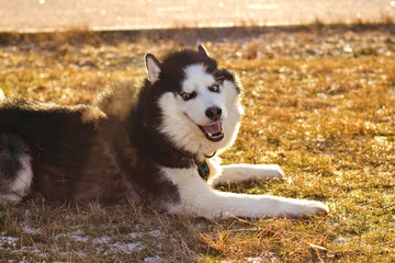 Happy cute Husky dog black and white