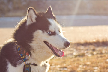 Happy cute Husky dog black and white