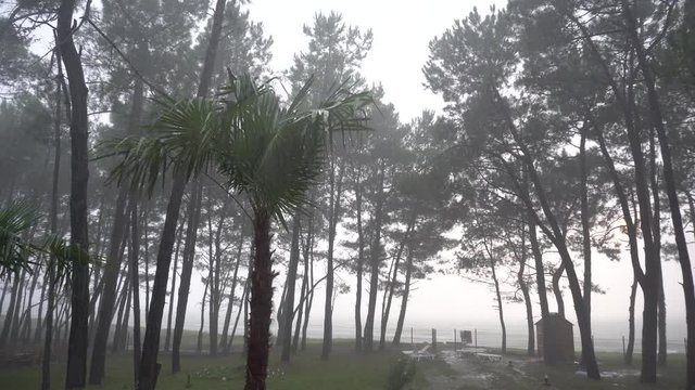Tropical rain - Palms and raing
