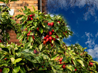 OLYMPUS DIGITAL CAMERA - BUSH