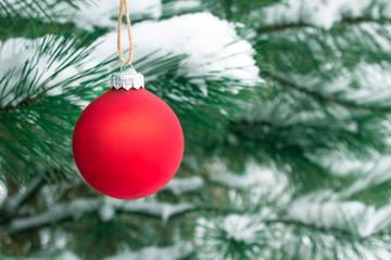 Red ball on snowy tree with free space for your text. Christmas and New Year decoration. Design for backgrounds, greeting cards and websites.