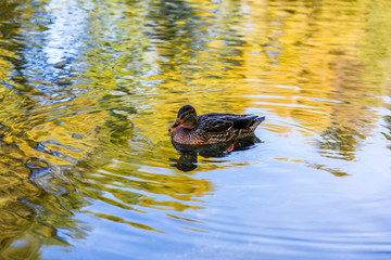 Canard sur l'eau