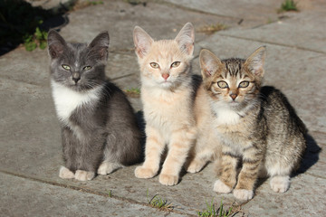 Three multicolored cute kittens, young cats looking forwards