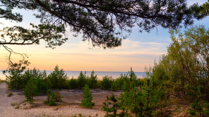 Dunes with pine trees in the Baltic at sunset