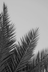 Date palm tree, Famagusta, Cyprus