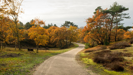 Obraz premium Curved brick road through a forest in autumn colors