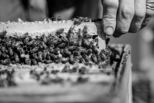 Cadre de ruche rempli d'abeille