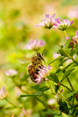 Abeille posée sur une fleur