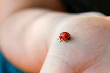 Petite Coccinelle Rouge sur une Paume