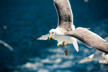 Plan Rapproché D'un Goéland en pleine pêche