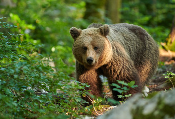 Wild brown bear (Ursus arctos) close up