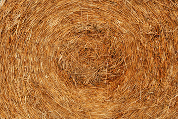 Agriculture background with copy space. Summer and autumn harvest concept. Macro of straw roll