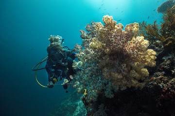 Beautiful soft coral.Amazing underwater world of Kakaban Island in  the Sulwaesi Sea, East Kalimantan, Indonesia.