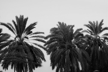 Fototapeta na wymiar Date palm tree, Famagusta, Cyprus