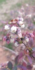 blueberry flower pink and purple 
