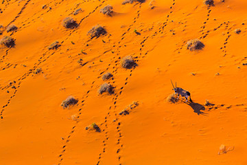 Gemsbok or gemsbuck (Oryx gazella), Namib Desert, Namibia, Africa