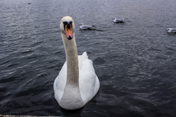 Beautiful Swan Hyde Park London