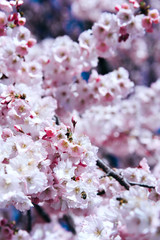 Flowers of the cherry blossoms on a spring day.
