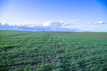 The light of the autumn sun through the foliage. September evening 2019.