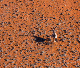 Gemsbok or gemsbuck (Oryx gazella), Namib Desert, Namibia, Africa