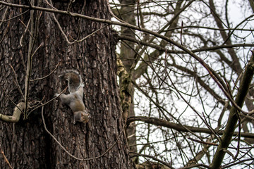 beautiful cute squirrel on a tree