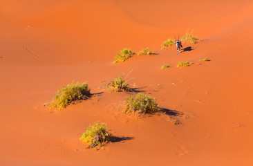 Gemsbok or gemsbuck (Oryx gazella), Namib Desert, Namibia, Africa