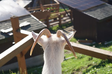 This goat looked very happy
