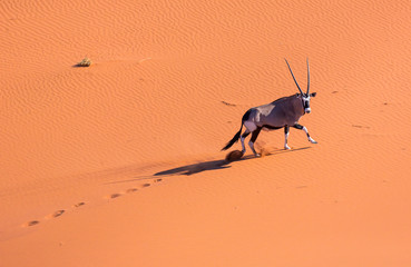 Gemsbok or gemsbuck (Oryx gazella), Namib Desert, Namibia, Africa