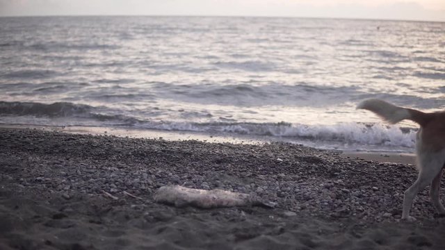 Dead dolphin in the ocean side - ecosistem