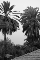 Date palm tree, Famagusta, Cyprus