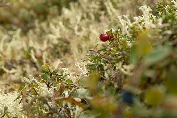 Lichen and berries on the tundra in the fall;  Denali NP;  Alaska