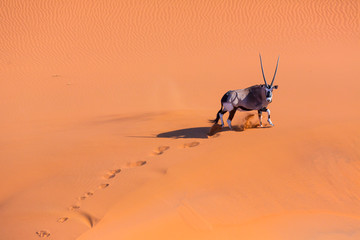Gemsbok or gemsbuck (Oryx gazella), Namib Desert, Namibia, Africa