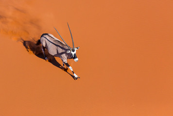 Gemsbok or gemsbuck (Oryx gazella), Namib Desert, Namibia, Africa