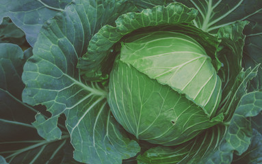 Fototapeta premium Green cabbage head in the garden