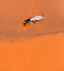 Gemsbok or gemsbuck (Oryx gazella), Namib Desert, Namibia, Africa