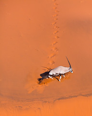 Gemsbok or gemsbuck (Oryx gazella), Namib Desert, Namibia, Africa