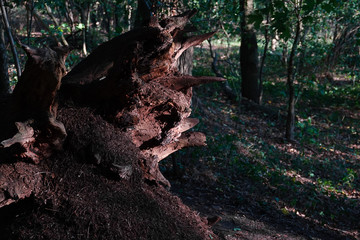 Ameisenkolonie am Baumstamm